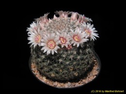 Mammillaria formosa v. formosa 1540